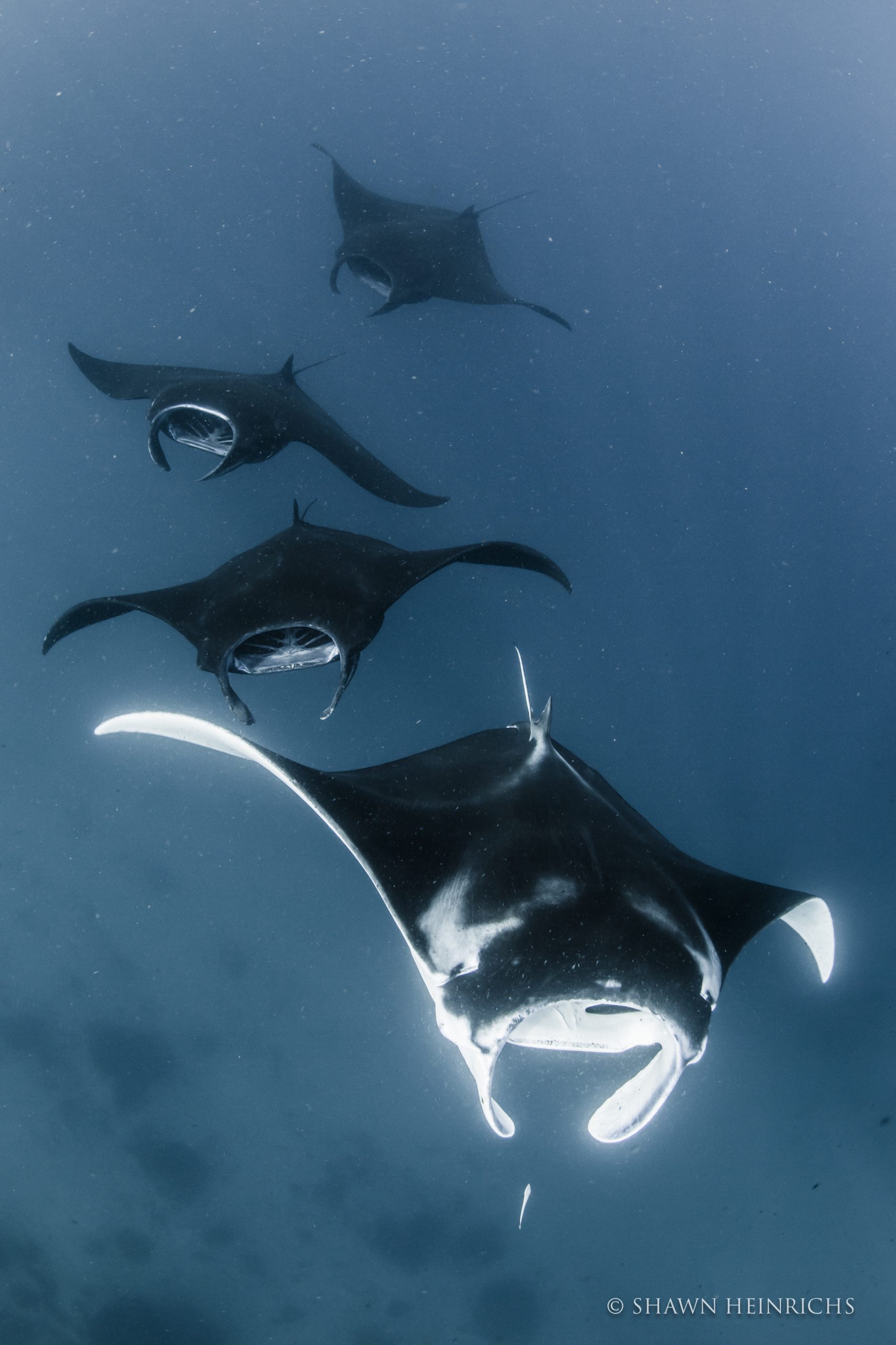 图片:Shawn Heinrichs