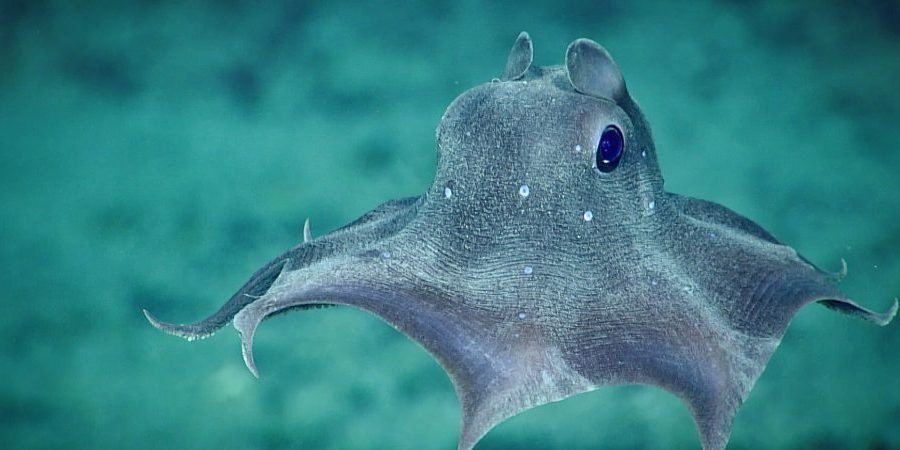 每个人都喜欢小飞象章鱼。我们观察到,一个Opisthoteuthis agassizii,在潜水12 2019年美国东南部的深海勘探。点是明确windows在皮肤上。我们不确定他们的目的,但是怀疑他们可能会收集更多的光。